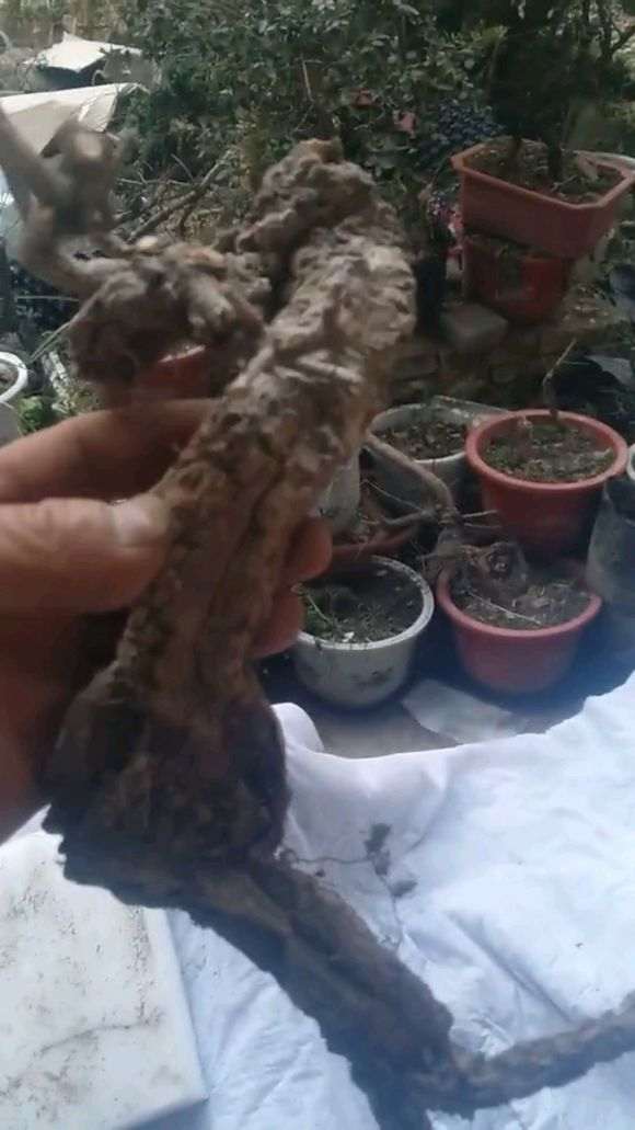 怎么解决下山桩迎春发芽不到顶的问题