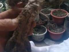 怎么解决下山桩迎春发芽不到顶的问题