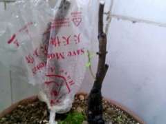 下山桩保湿后还是停止生长了 图片