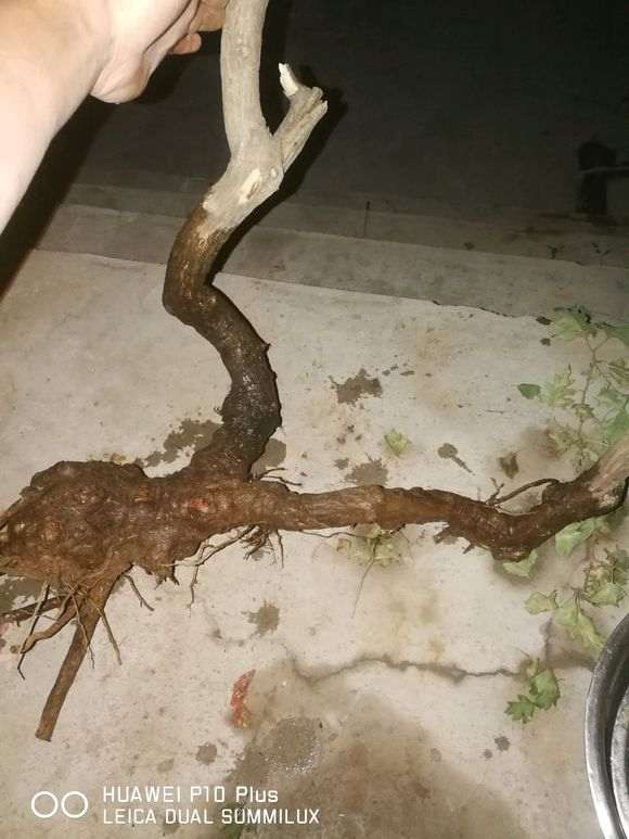 这个季节的下山桩黄荆需要怎么栽 图片