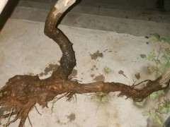 这个季节的下山桩黄荆需要怎么栽 图片