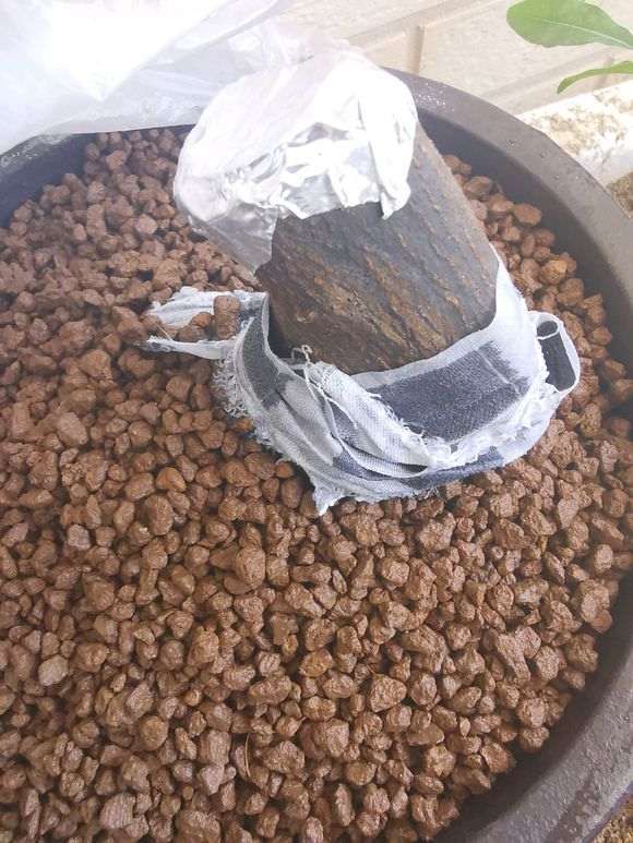 下山桩套袋后放室内