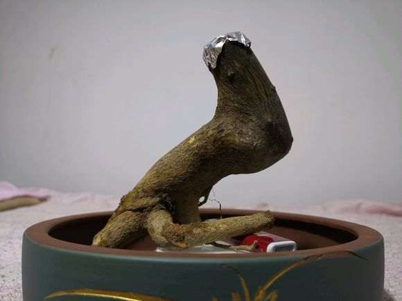 下山桩套袋后放室内