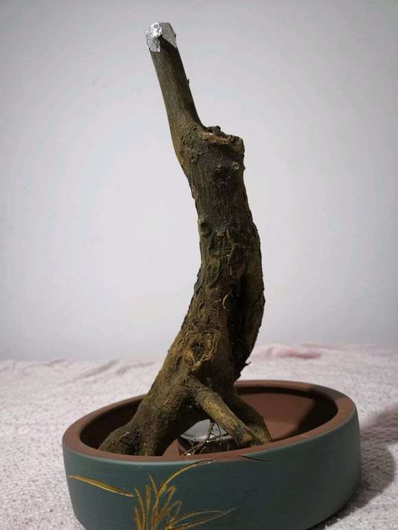 下山桩套袋后放室内