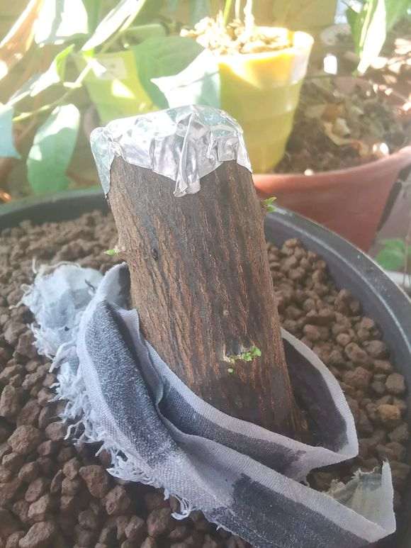 下山桩套袋后放室内