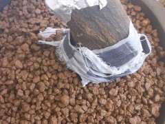 下山桩套袋后放室内 还是阳台好 图片