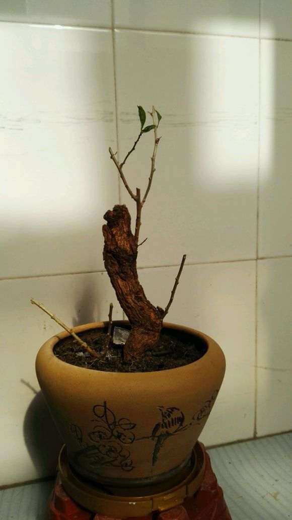 自己当地挖的野生枸杞下山桩老桩可以吗