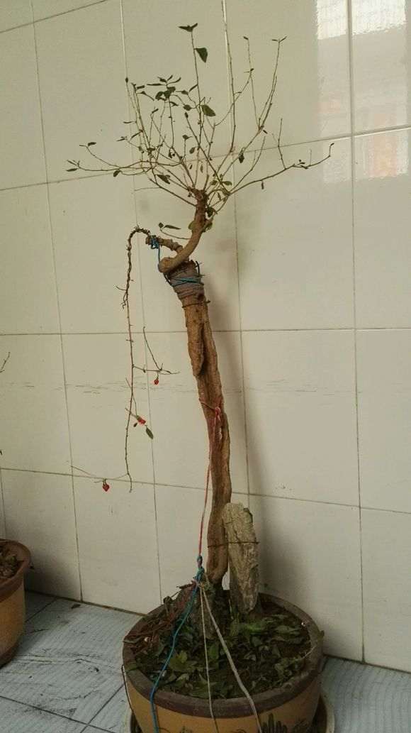 自己当地挖的野生枸杞下山桩老桩可以吗