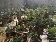 下山桩生桩多还是拉上遮阳网