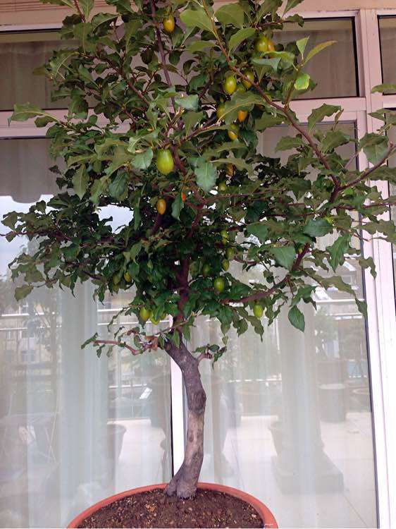 老鸦柿下山桩怎么截去主干的方法