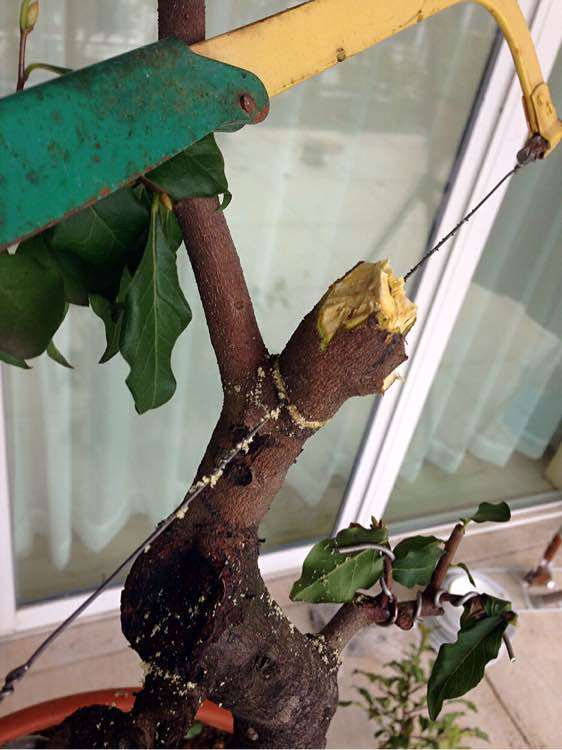 老鸦柿下山桩怎么截去主干的方法