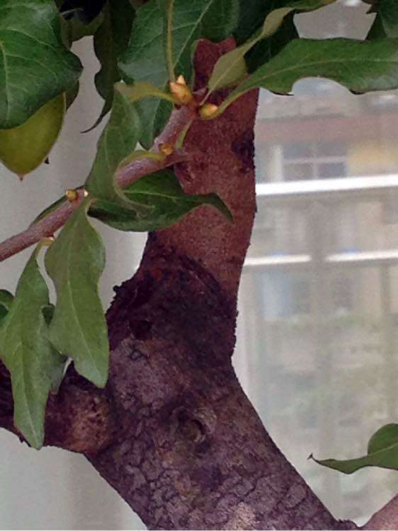 老鸦柿下山桩怎么截去主干的方法