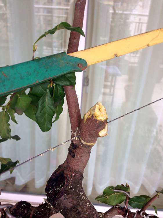 老鸦柿下山桩怎么截去主干的方法