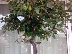 老鸦柿下山桩怎么截去主干的方法