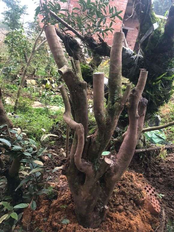 野生山茶下山桩怎么栽能长根