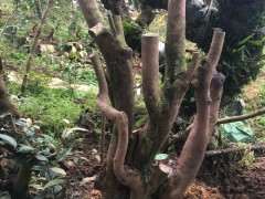 野生山茶下山桩怎么栽能长根 图片