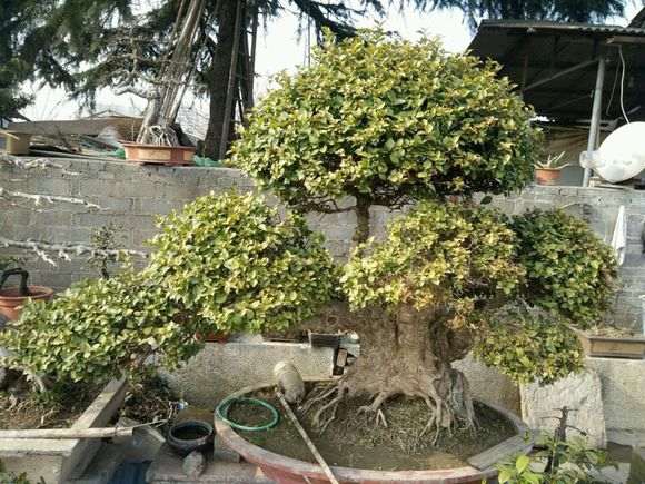 用什么泥土种挖来的下山桩树桩最好