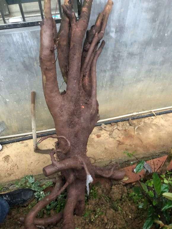 用什么泥土种挖来的下山桩树桩最好