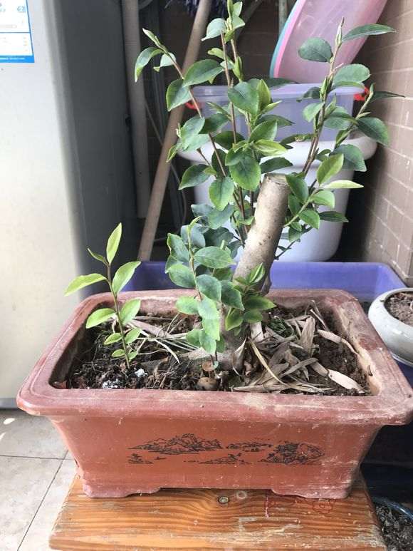 用什么泥土种挖来的下山桩树桩最好