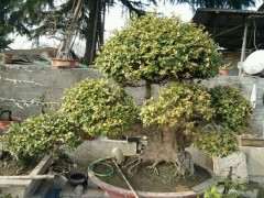 用什么泥土种挖来的下山桩树桩最好