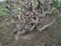 野生三角枫下山桩怎么整成盆景