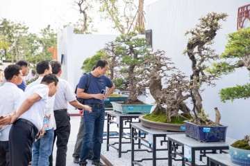 第十二届粤港澳台盆景艺术展 图片