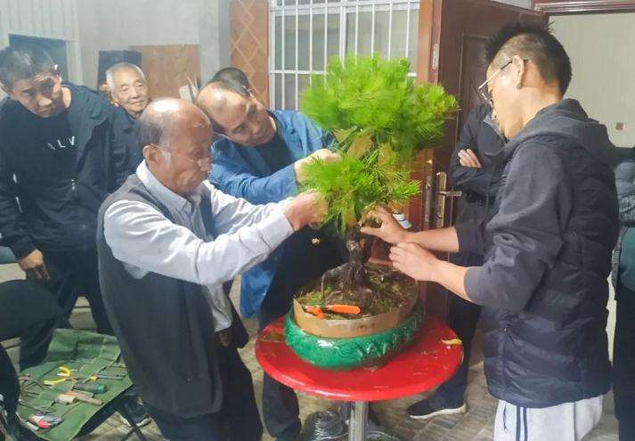 嵩山风格盆景研讨会在登封市召开