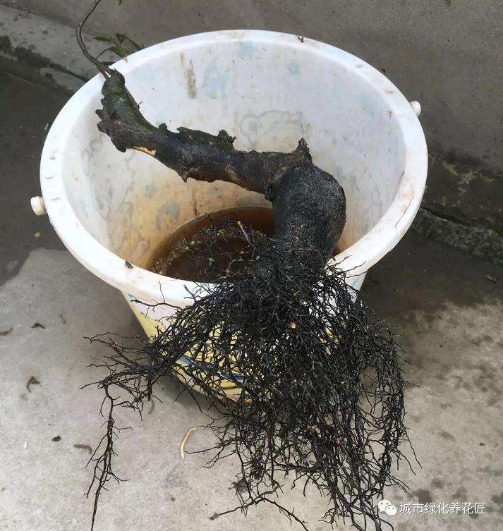 金弹子盆景生桩怎么快速生根