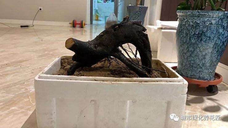 金弹子盆景生桩怎么快速生根