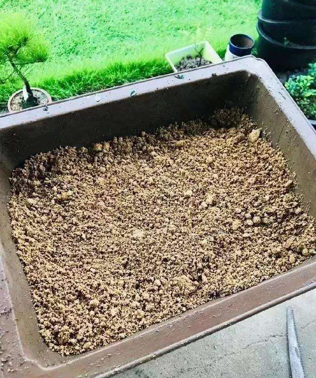 盆景换盆后怎么发新芽的方法