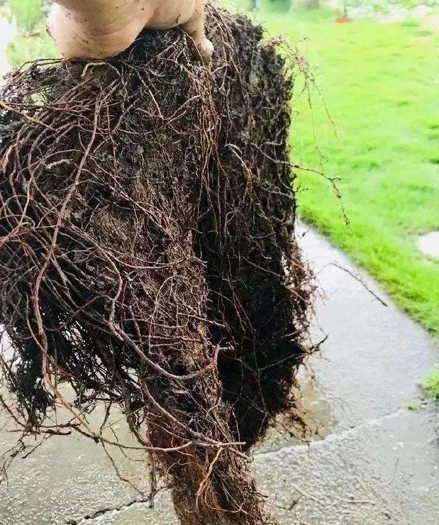 盆景换盆后怎么发新芽的方法