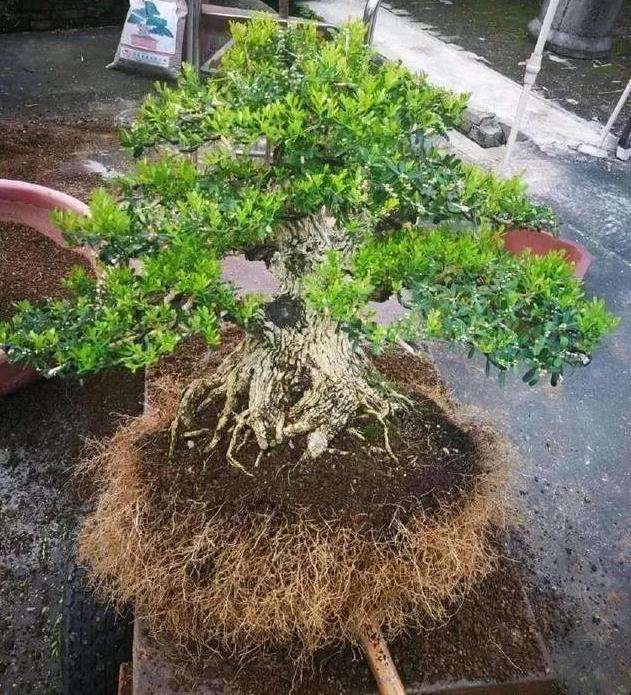 下山桩沙培有什么目的和优势