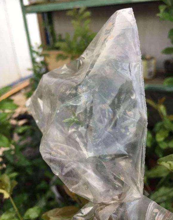 下山桩生桩起死回生的方法 套袋子