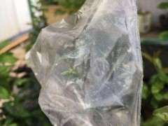 下山桩生桩起死回生的方法 套袋子