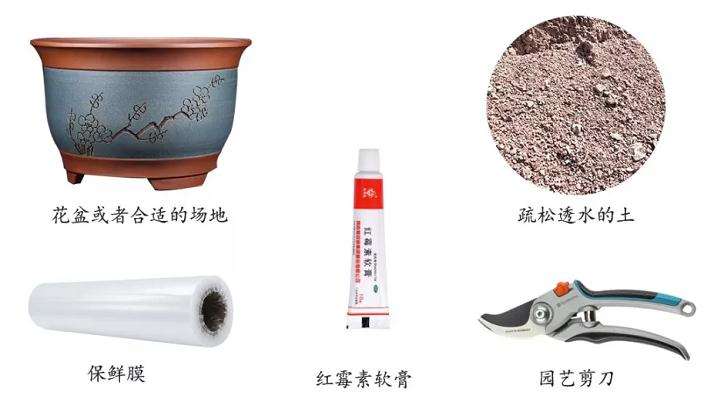 图解 下山桩生桩怎么缠膜养护成活率高
