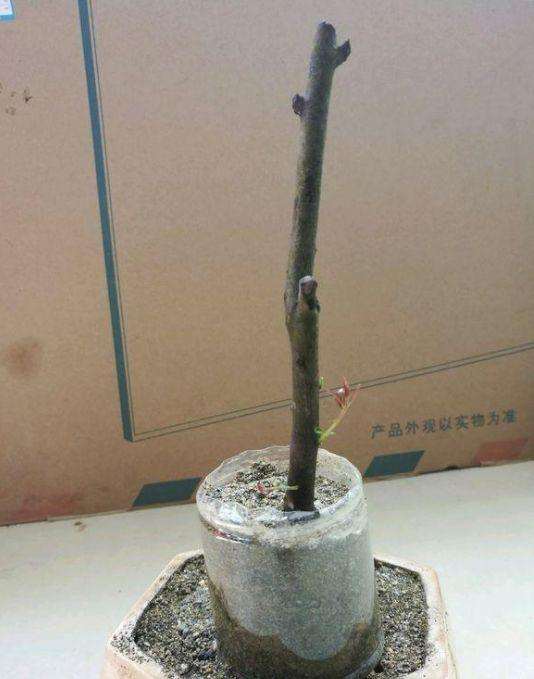 图解 下山桩生桩怎么缠膜养护成活率高