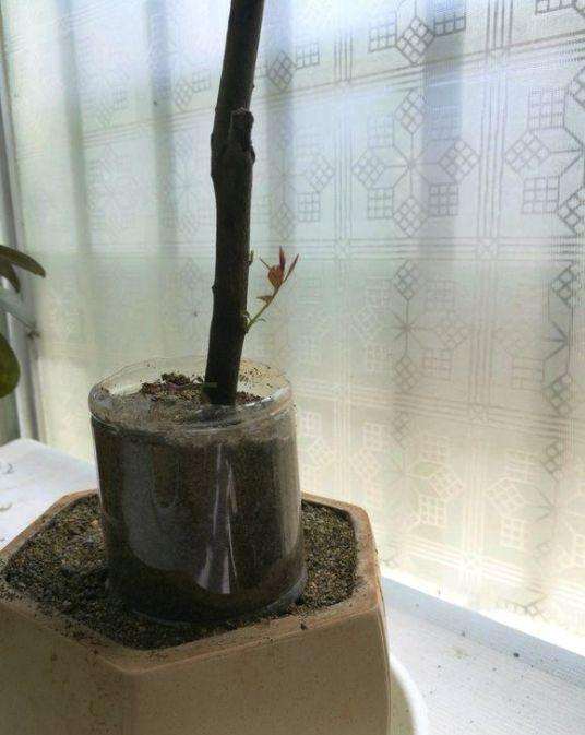 图解 下山桩生桩怎么缠膜养护成活率高