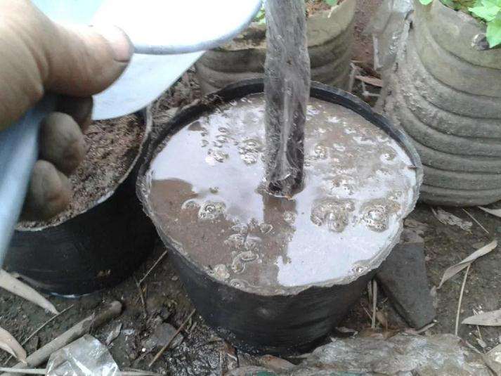 图解 下山桩生桩怎么缠膜养护成活率高