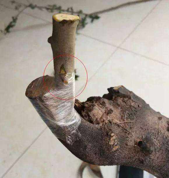 金弹子生桩怎么嫁接可以来芽的方法
