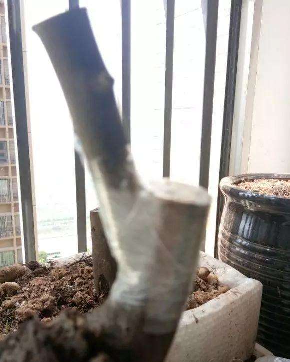 金弹子生桩怎么嫁接可以来芽的方法