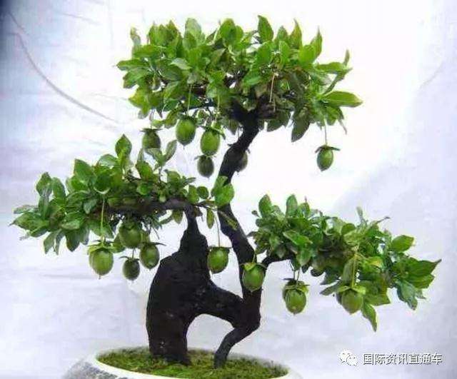 金弹子生桩一直不发芽咋回事