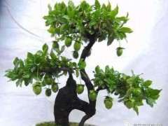 金弹子下山桩生桩一直不发芽咋回事