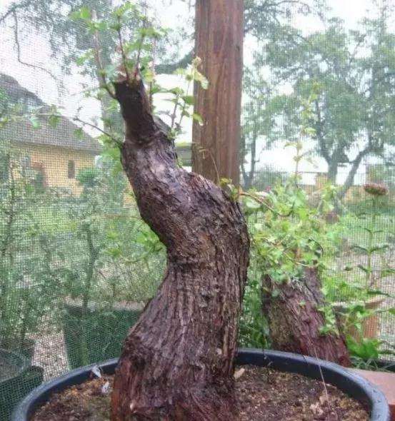 下山桩生桩什么时候剪枝比较合适