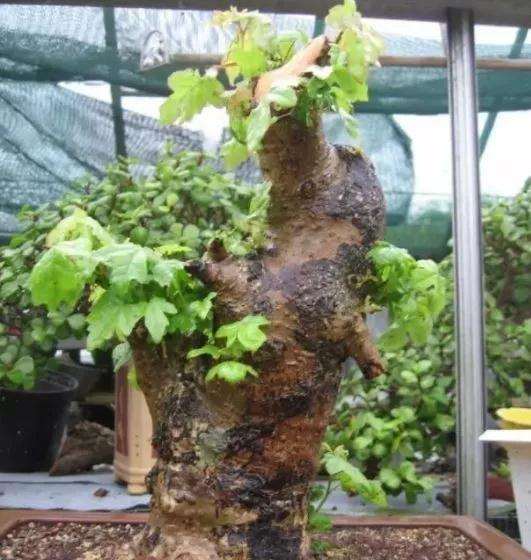 下山桩生桩什么时候剪枝比较合适