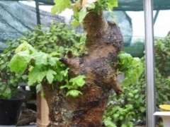 下山桩生桩什么时候剪枝比较合适