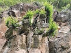 这树桩是不是青檀下山桩 图片