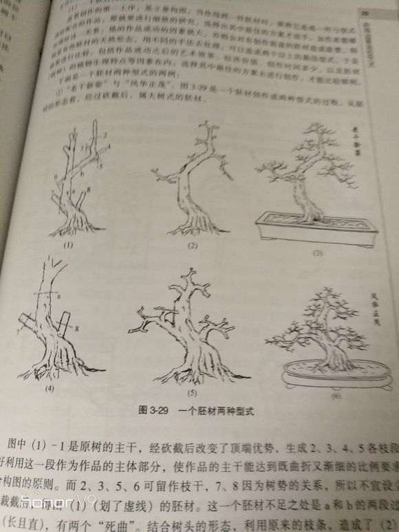 如何到山上能找到下山桩树桩