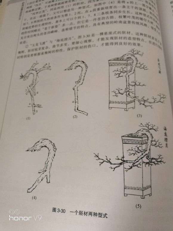 如何到山上能找到下山桩树桩