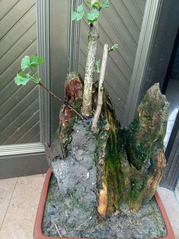 我的银杏下山桩树桩