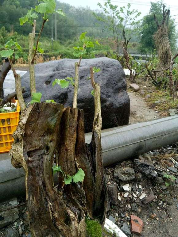 我的银杏下山桩树桩